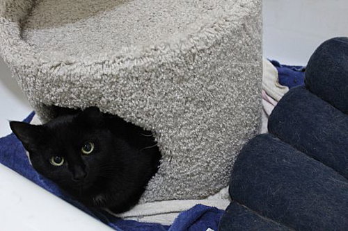 BUSTER BONDED WITH RAY RAY - Domestic Short Hair available for adoption