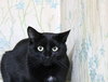 Buster Bonded with Ray Ray - Photo 2