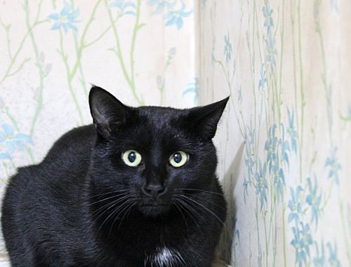 BUSTER BONDED WITH RAY RAY - Domestic Short Hair available for adoption