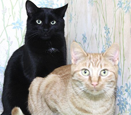 Buster Bonded with Ray Ray photo 3