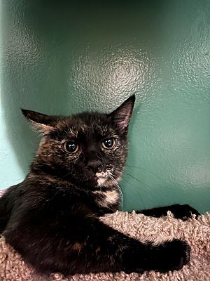 adoptable Cat in Macedonia, OH named Veronica(see Monica,Michelle,Fred)