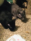 Fred(see Michelle,Veronica) - Photo 2