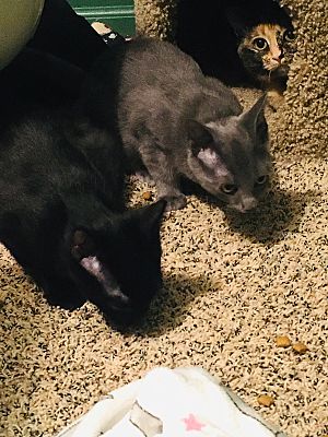 FRED(SEE MICHELLE,VERONICA) - Domestic Short Hair available for adoption