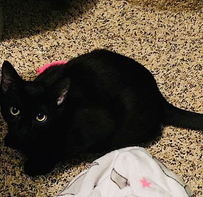 FRED(SEE MICHELLE,VERONICA) - Domestic Short Hair available for adoption