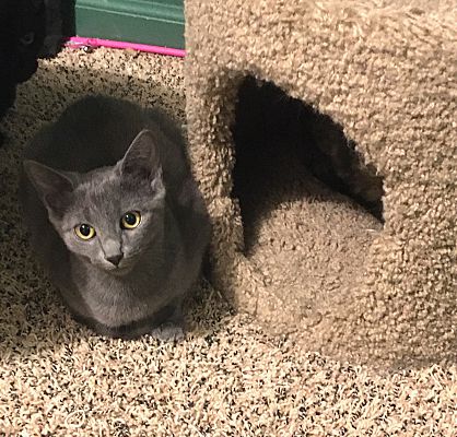 MICHELLE (FRED AND VERONICA) - Domestic Short Hair available for adoption