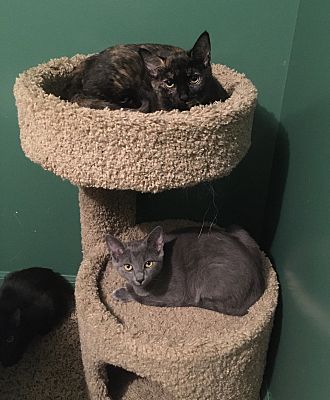 MICHELLE (FRED AND VERONICA) - Domestic Short Hair available for adoption
