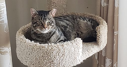 adoptable Cat in Macedonia, OH named Tigger bonded with Whitey