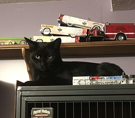 adoptable Cat in Macedonia, OH named Nicky bonded with Max