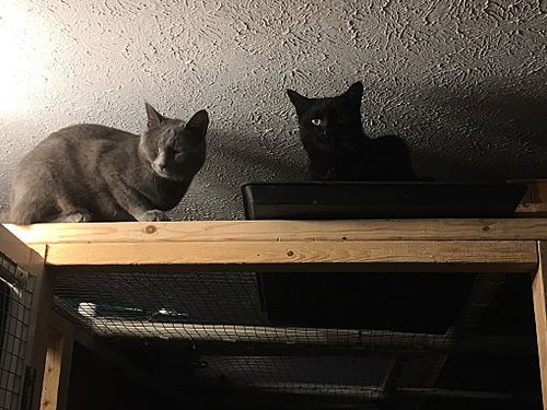 NICKY BONDED WITH MAX - Domestic Short Hair available for adoption