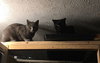 Nicky bonded with Max - Photo 4