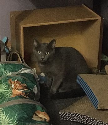 MAX BONDED WITH NICKY - Domestic Short Hair available for adoption