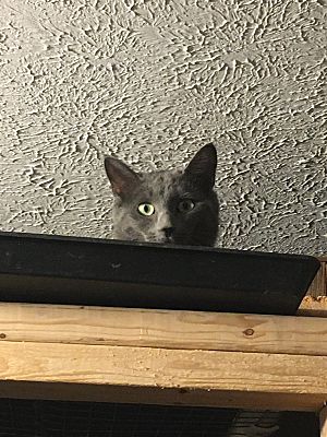 MAX BONDED WITH NICKY - Domestic Short Hair available for adoption