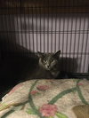 Max bonded with Nicky - Photo 4