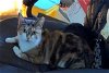 adoptable Cat in macedonia, OH named Debbie Denise