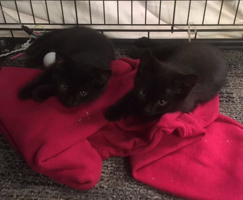 BRITNEY BONDED WITH BETSY - Domestic Short Hair available for adoption