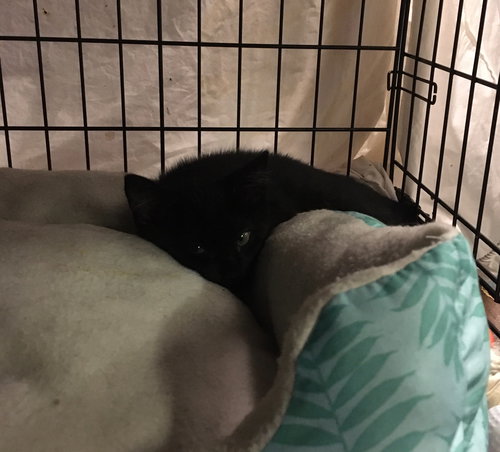 BRITNEY BONDED WITH BETSY - Domestic Short Hair available for adoption