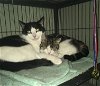 adoptable Cat in macedonia, OH named Brandon bonded with Nancy(foster too)