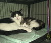 adoptable Cat in Macedonia, OH named Brandon bonded with Nancy(foster too)