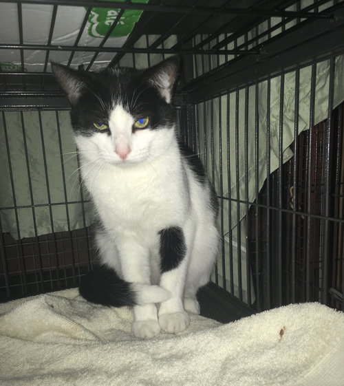BRANDON (FOSTER TOO) - Domestic Short Hair available for adoption