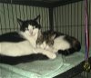 adoptable Cat in , OH named Nancy bonded with Brandon