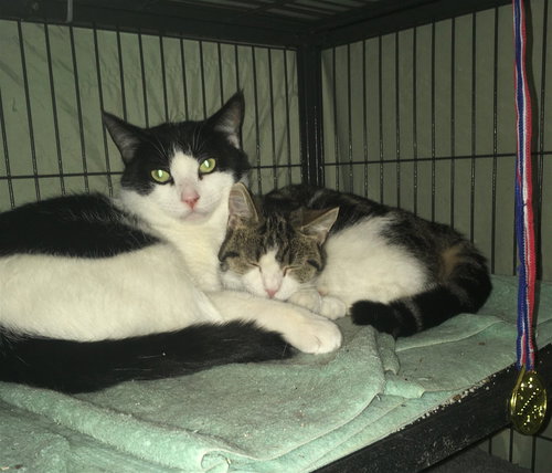 NANCY - Domestic Short Hair available for adoption