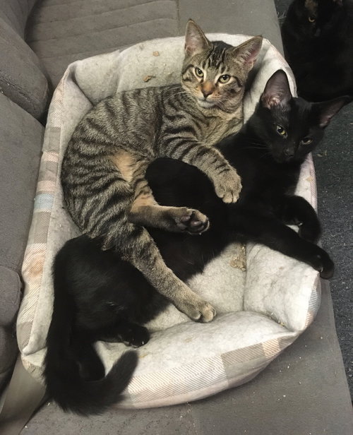 RICARDO - Domestic Short Hair available for adoption