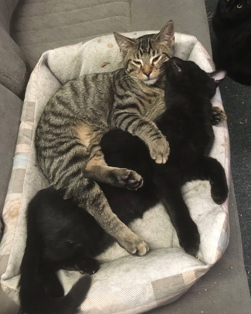 RICARDO - Domestic Short Hair available for adoption