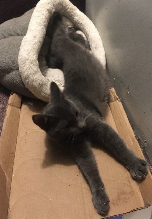 SHERI BONDED WITH ALISON - Domestic Short Hair available for adoption