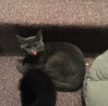 Sheri bonded with Alison - Photo 3