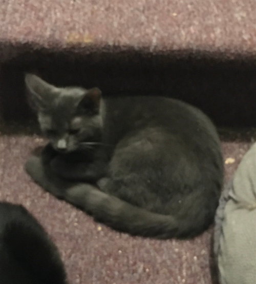 ALISON BONDED WITH SHERI - Domestic Short Hair available for adoption