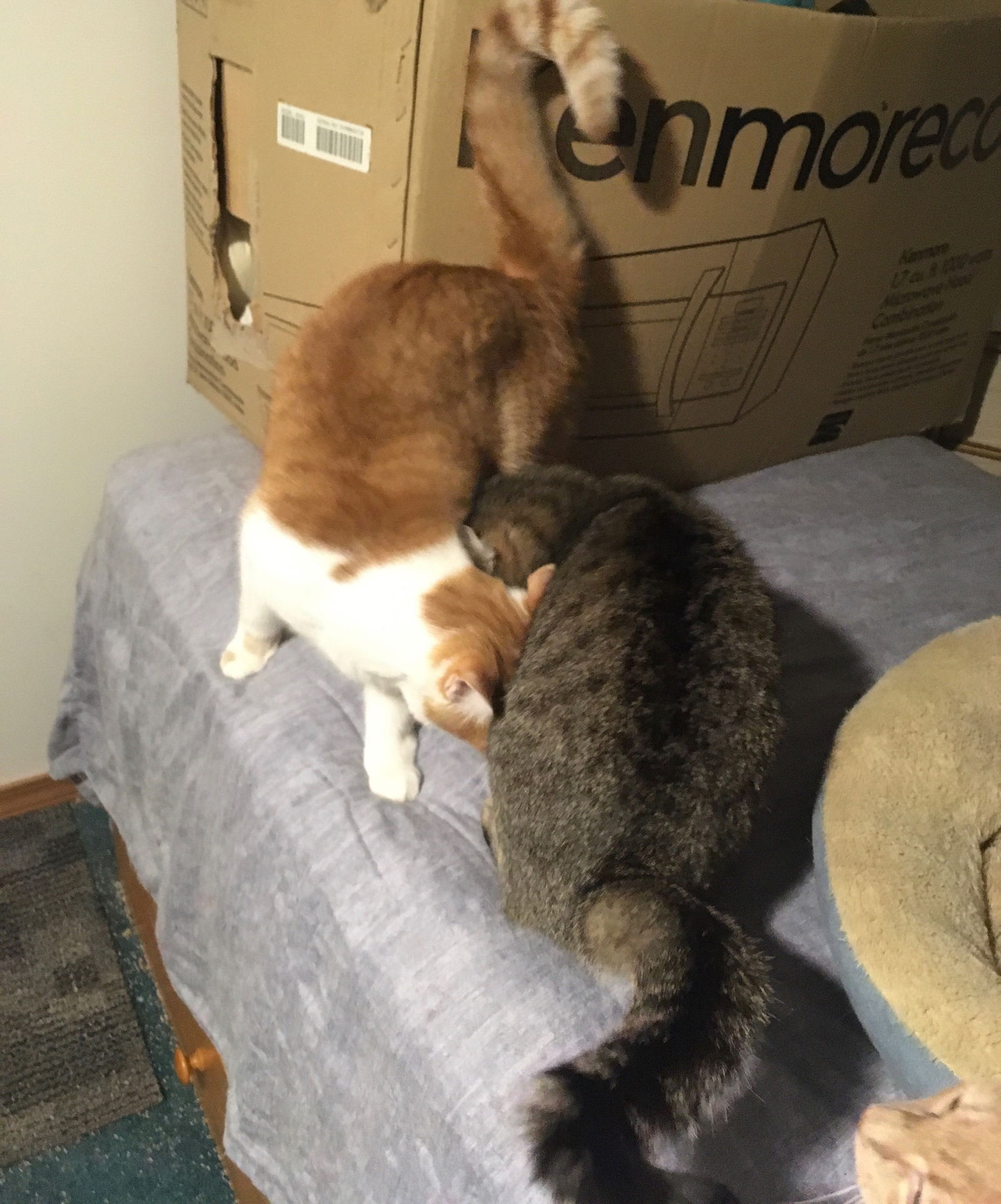 adoptable Cat in Macedonia, OH named Buttercup bonded with Shelly