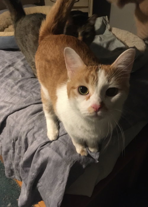 BUTTERCUP BONDED WITH SHELLY - Domestic Short Hair available for adoption