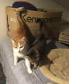 Buttercup bonded with Shelly - Photo 4