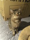 adoptable Cat in macedonia, OH named Shelley bonded with Buttercup