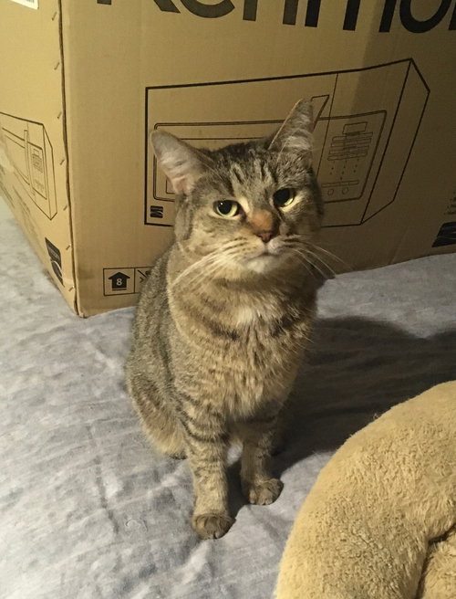SHELLEY BONDED WITH BUTTERCUP - Domestic Short Hair available for adoption