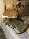 Shelley bonded with Buttercup - Photo 2