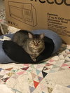 Shelley bonded with Buttercup - Photo 3