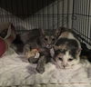 adoptable Cat in Macedonia, OH named Antoniette bonded with Heidi