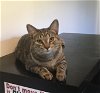 adoptable Cat in macedonia, OH named Spice