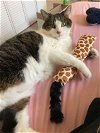 adoptable Cat in macedonia, OH named Mitzi