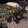adoptable Cat in macedonia, OH named Faith bonded with Delilah