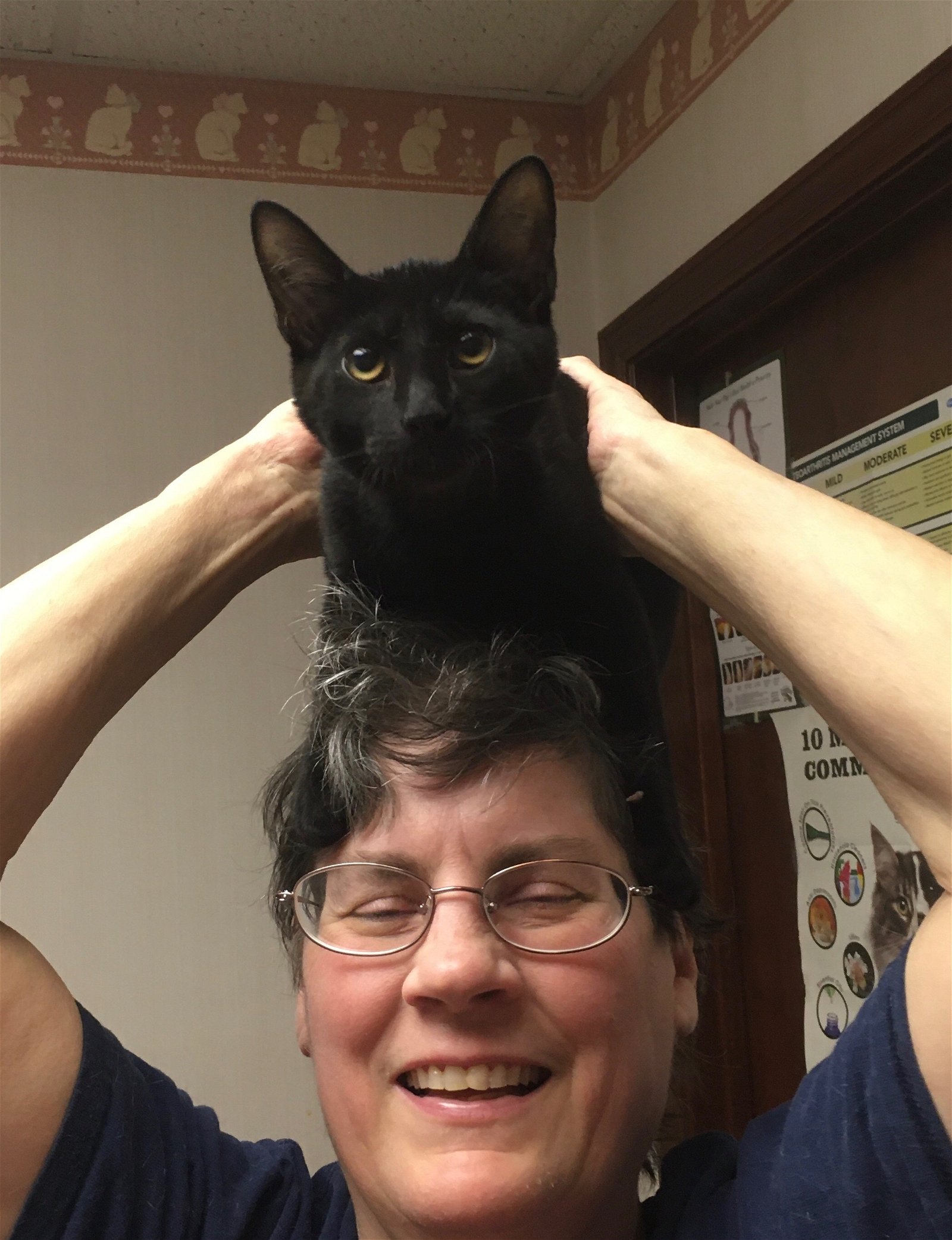 adoptable Cat in Macedonia, OH named Gabriel bonded with Gabriela