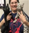 adoptable Cat in macedonia, OH named Gabriela bonded with Gabriel