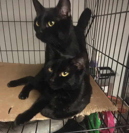 JULIO BONDED WITH BRONNIE - Domestic Short Hair available for adoption