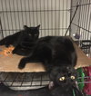 Julio bonded with Bronnie - Photo 4