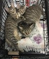 adoptable Cat in macedonia, OH named Peaches & Chip/Dale