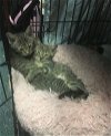 adoptable Cat in macedonia, OH named Chip/Dale & Peaches