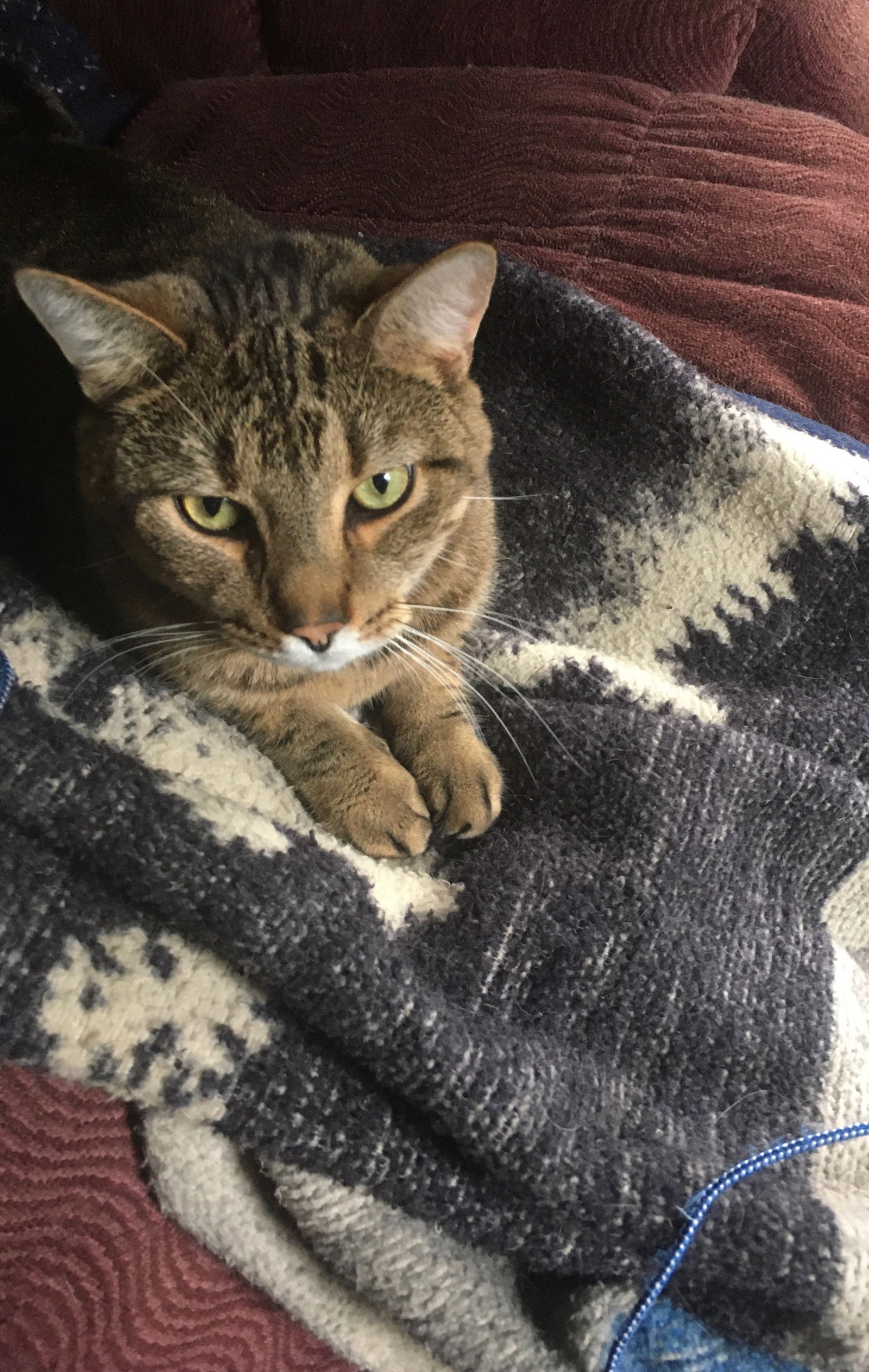 adoptable Cat in Macedonia, OH named Simon