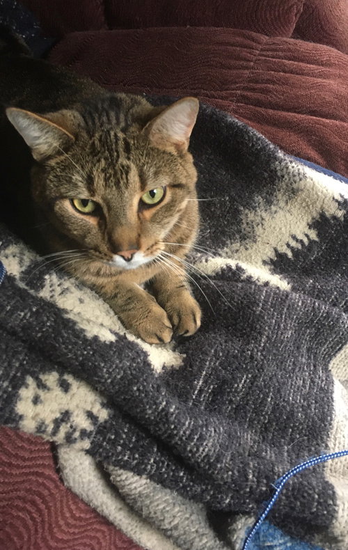 SIMON - Domestic Short Hair available for adoption