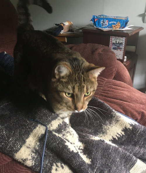 SIMON - Domestic Short Hair available for adoption
